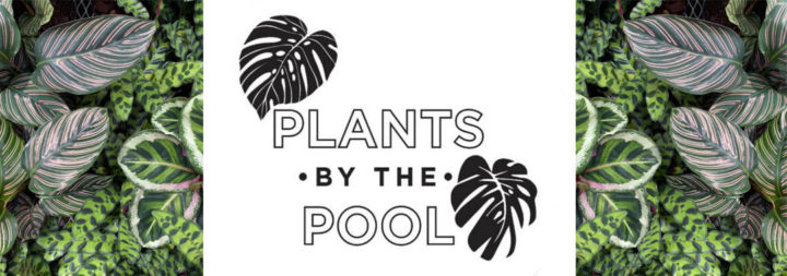 plants by the pool